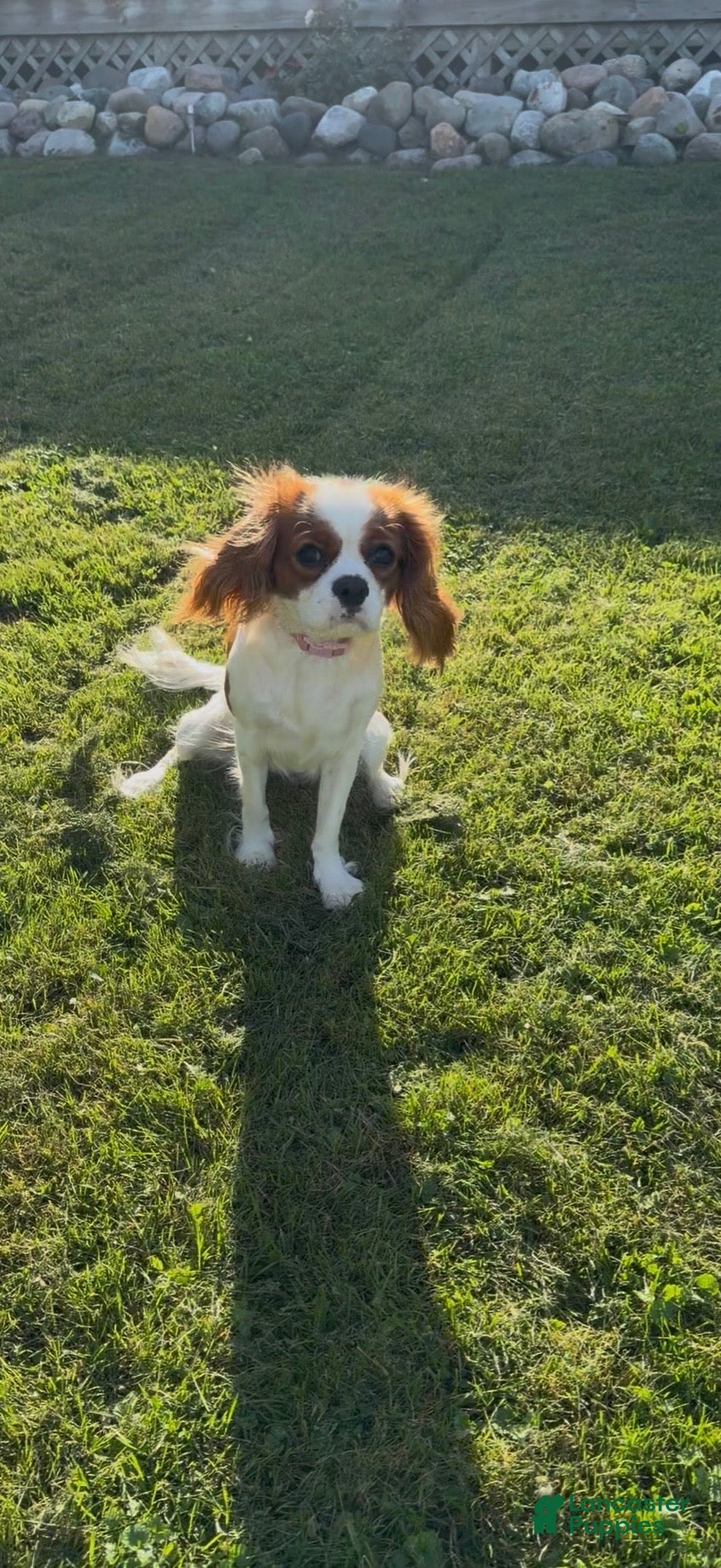 Cavalier King Charles Spaniel dogs Cavalier King Charles Spaniel 1 - Ad 8