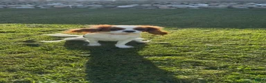 Cavalier King Charles Spaniel 1