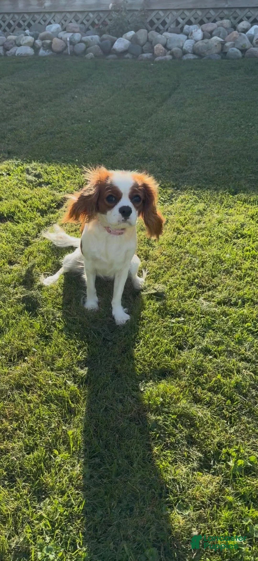 Cavalier King Charles Spaniel dogs for sale: Cavalier King Charles Spaniel 1 - Ad 1
