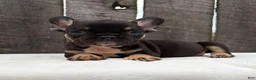 French Bulldog dogs for sale: Austin  - Ad 3