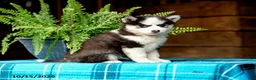 Pomsky dogs for sale: Regina - Ad 3