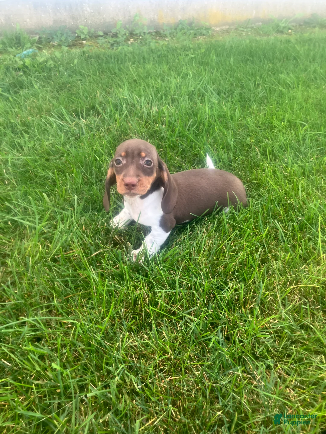 Miniature Dachshund dogs for sale: Akc Lisa - Ad 2