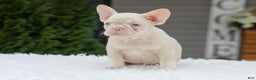 French Bulldog dogs for sale: Queen - Ad 4
