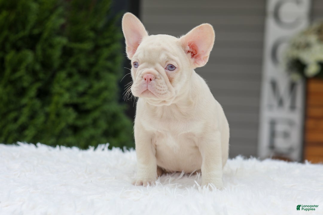 French Bulldog dogs for sale: Queen - Ad 4