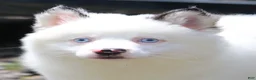 Pomsky dogs for sale: Prince - Ad 1