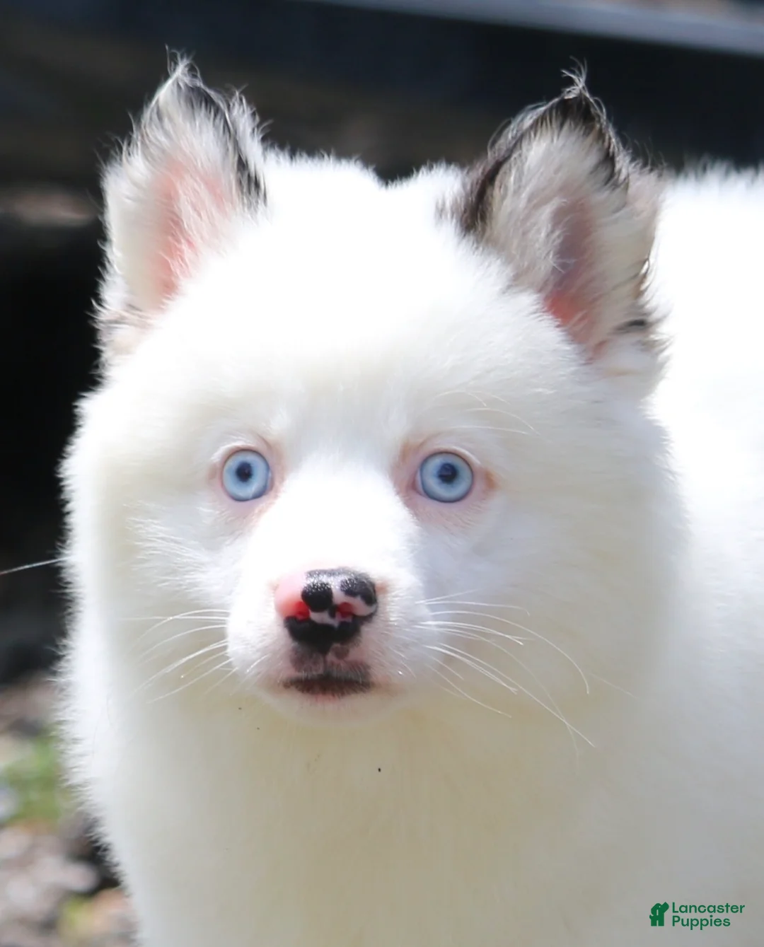 Pomsky dogs for sale: Prince - Ad 1
