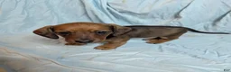 Miniature Dachshund dogs for sale: Hazel - Ad 2