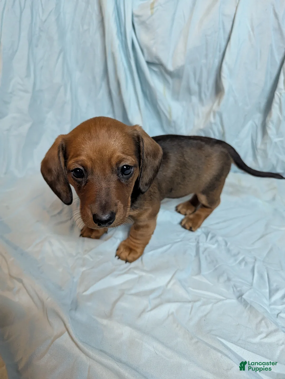Miniature Dachshund dogs for sale: Hazel - Ad 2