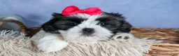 Shih Tzu dogs for sale: HONEY - Ad 6