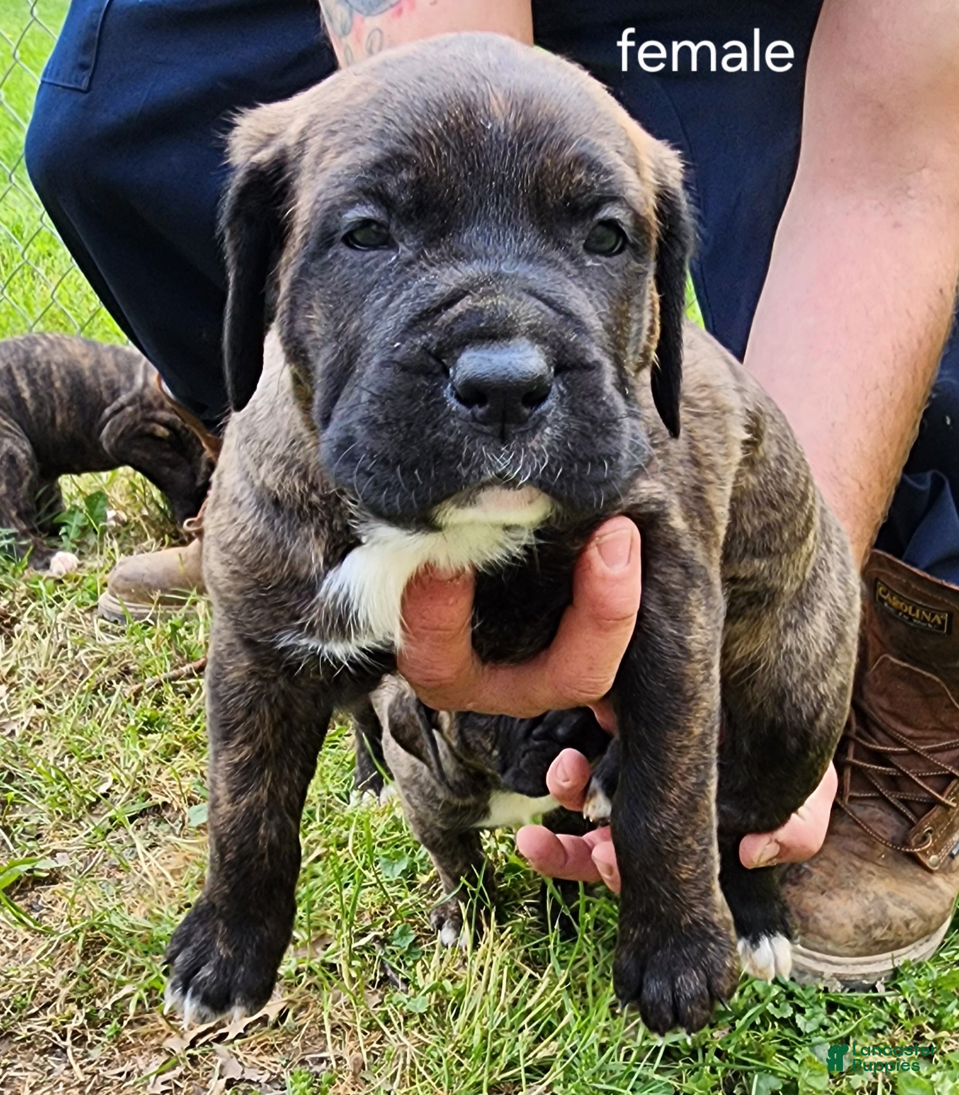 Mixed Breed dogs for sale: Mixed Breed Puppy 5 - Ad 2