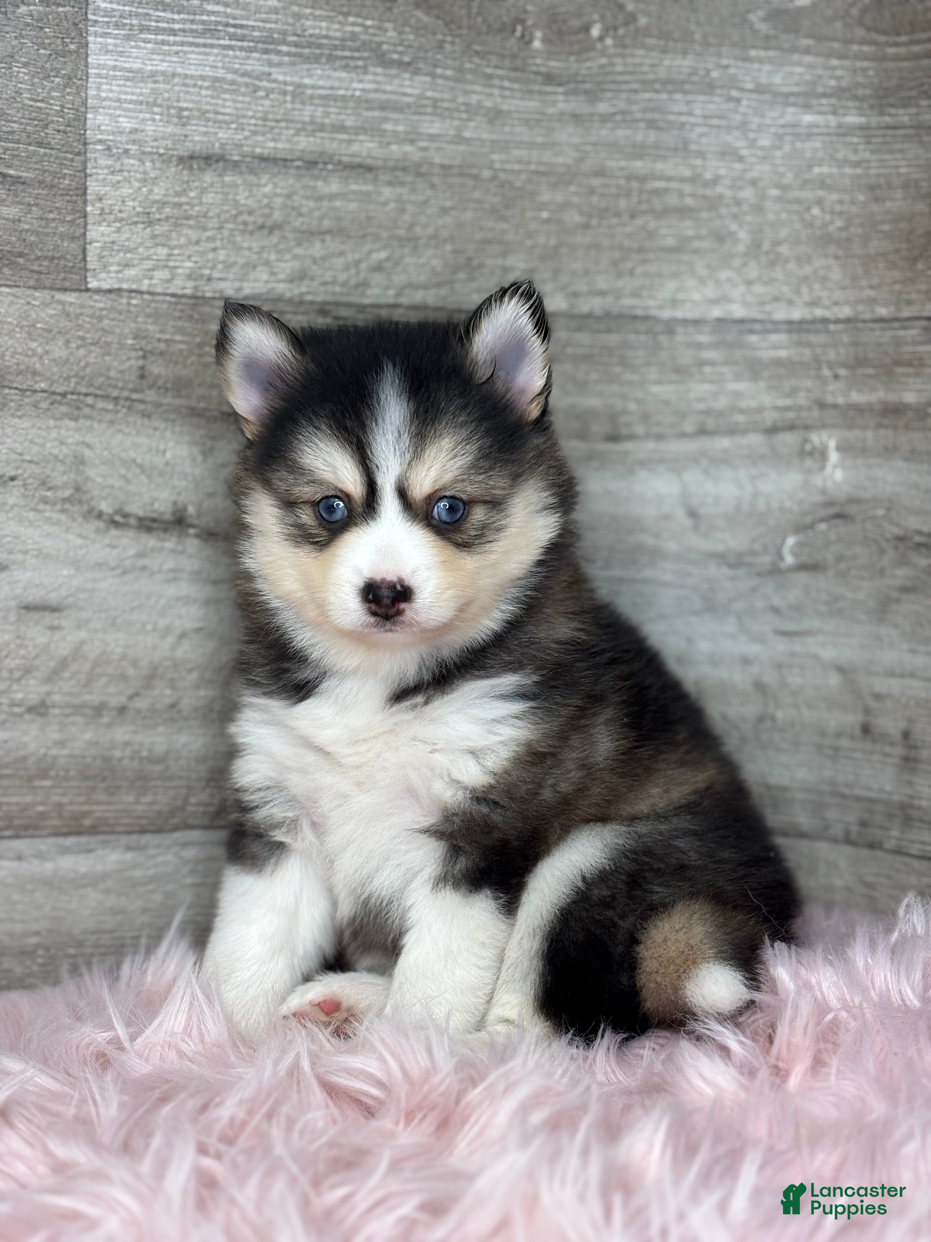 Pomsky dogs Athena - Ad 1