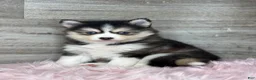 Pomsky dogs for sale: Athena - Ad 1