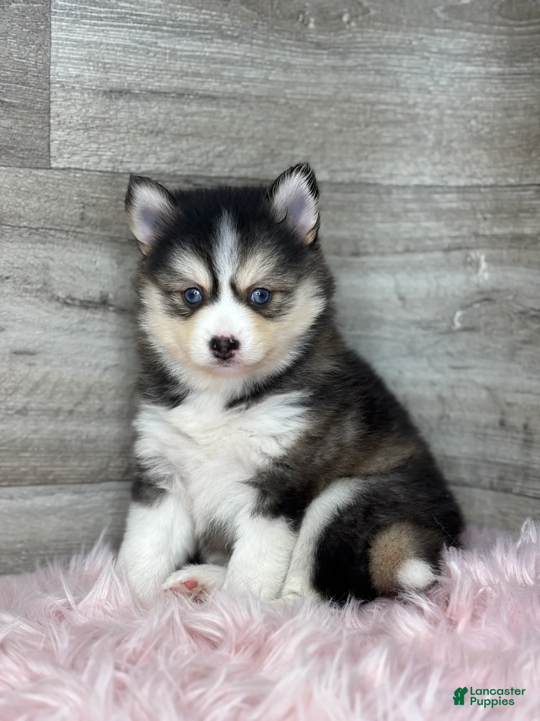 Pomsky dogs for sale: Athena - Ad 1