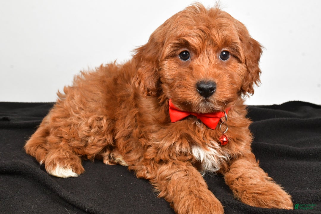 Cavapoo dogs for sale: Sparky - Ad 9