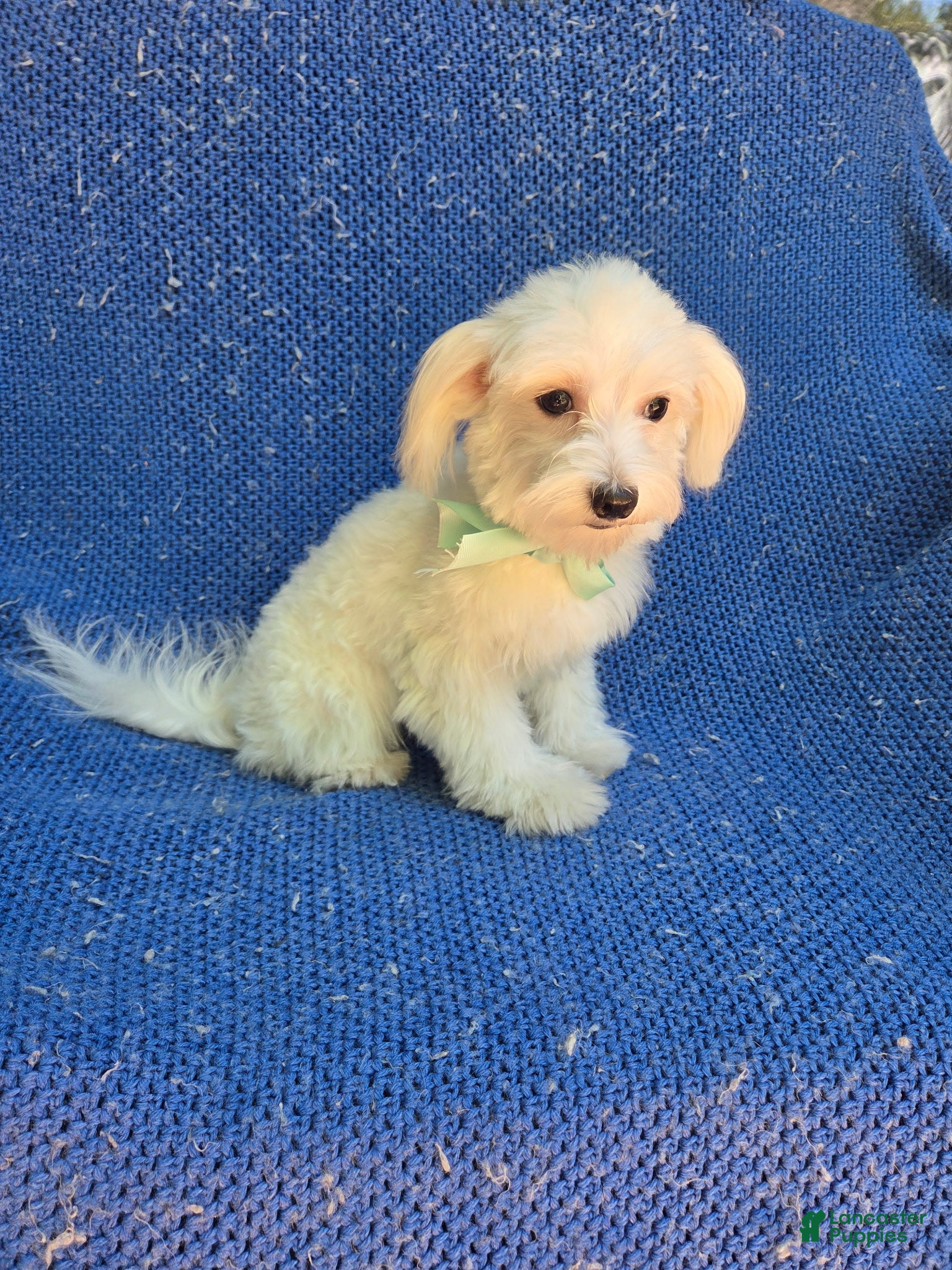 Maltese dogs Kent  - Ad 7