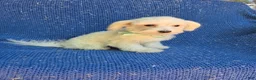 Maltese dogs for sale: Kent  - Ad 1