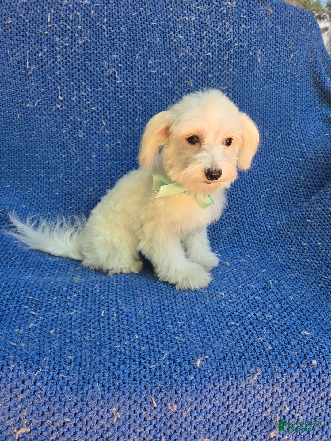 Maltese dogs for sale: Kent  - Ad 1