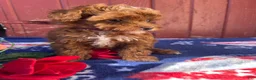 Mini Goldendoodle dogs for sale: Honey - Ad 3