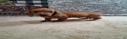 Miniature Dachshund dogs for sale: Husky - Ad 3
