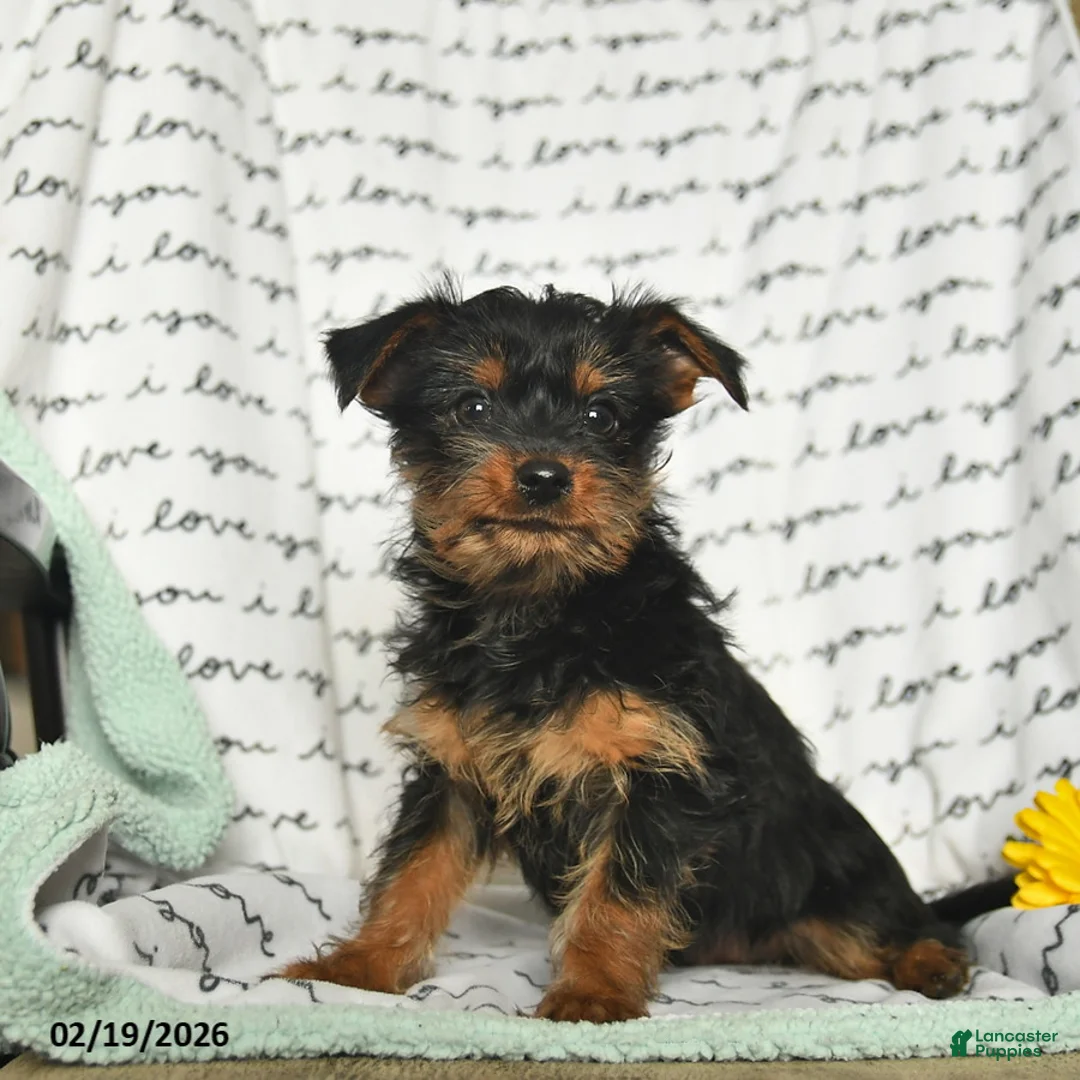 Yorkiepoo dogs for sale: Rascal - Ad 1