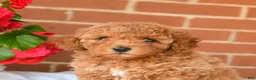 Miniature Poodle dogs for sale: Cooper - Ad 5
