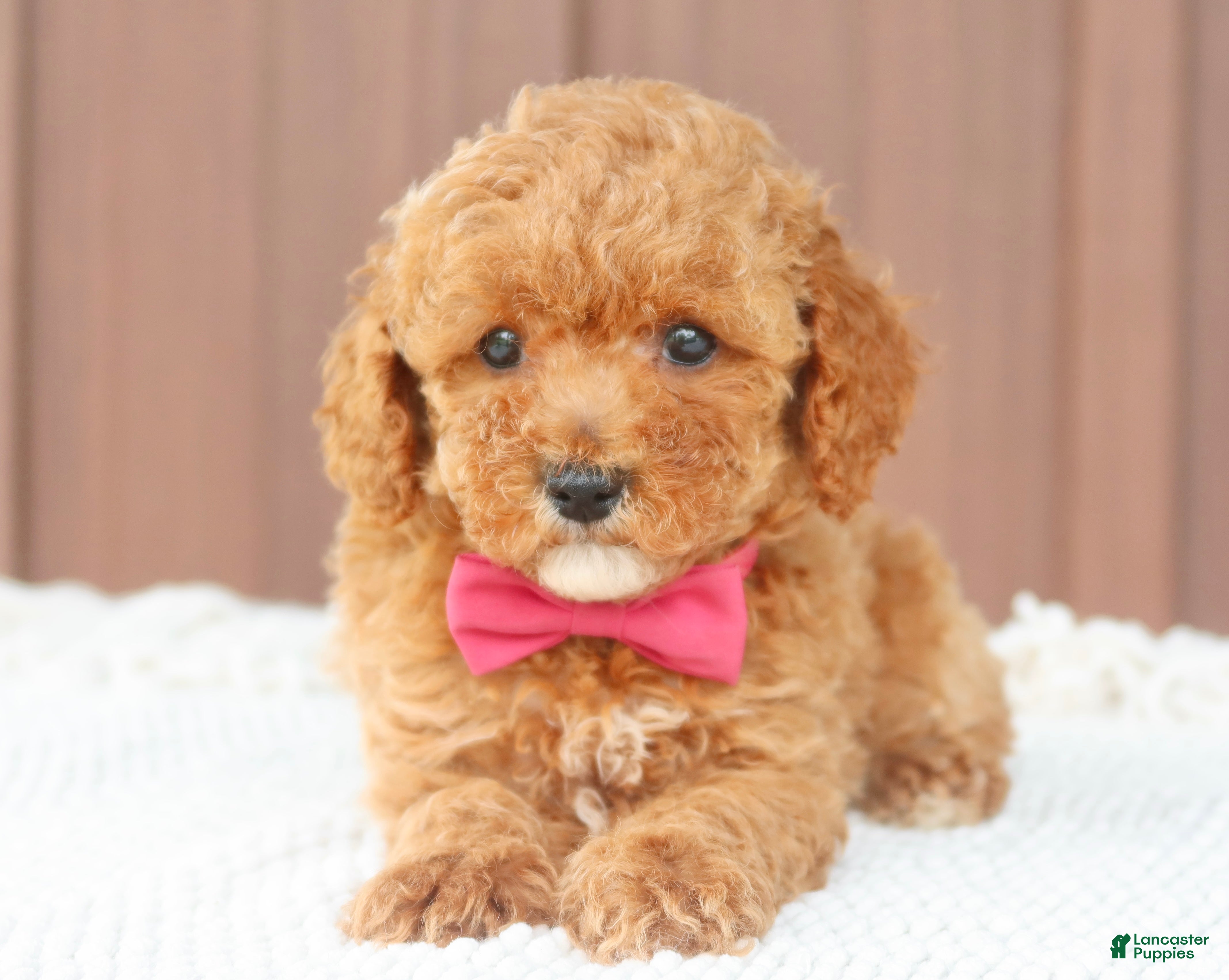 Toy Poodle dogs Caramel  - Ad 1