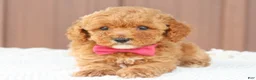 Toy Poodle dogs for sale: Caramel  - Ad 1