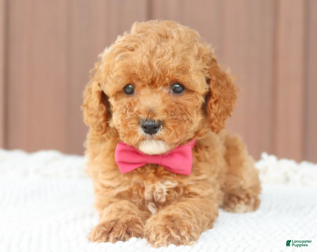 Toy Poodle dogs for sale: Caramel  - Ad 1