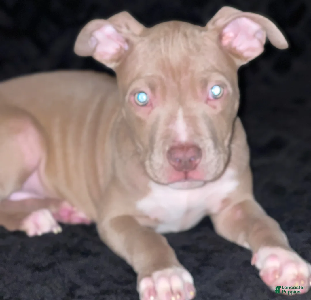 American Staffordshire Terrier dogs for sale: American Staffordshire Terriers - Ad 4