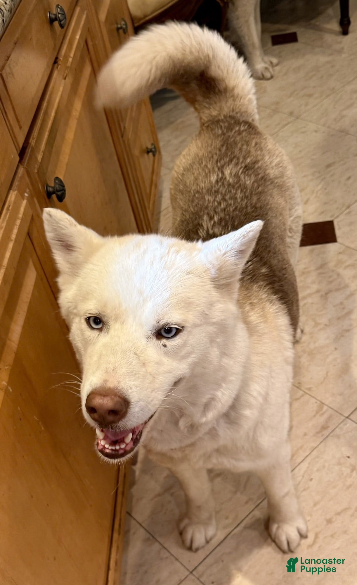 Siberian Husky dogs Siberian Husky 1 - Ad 2
