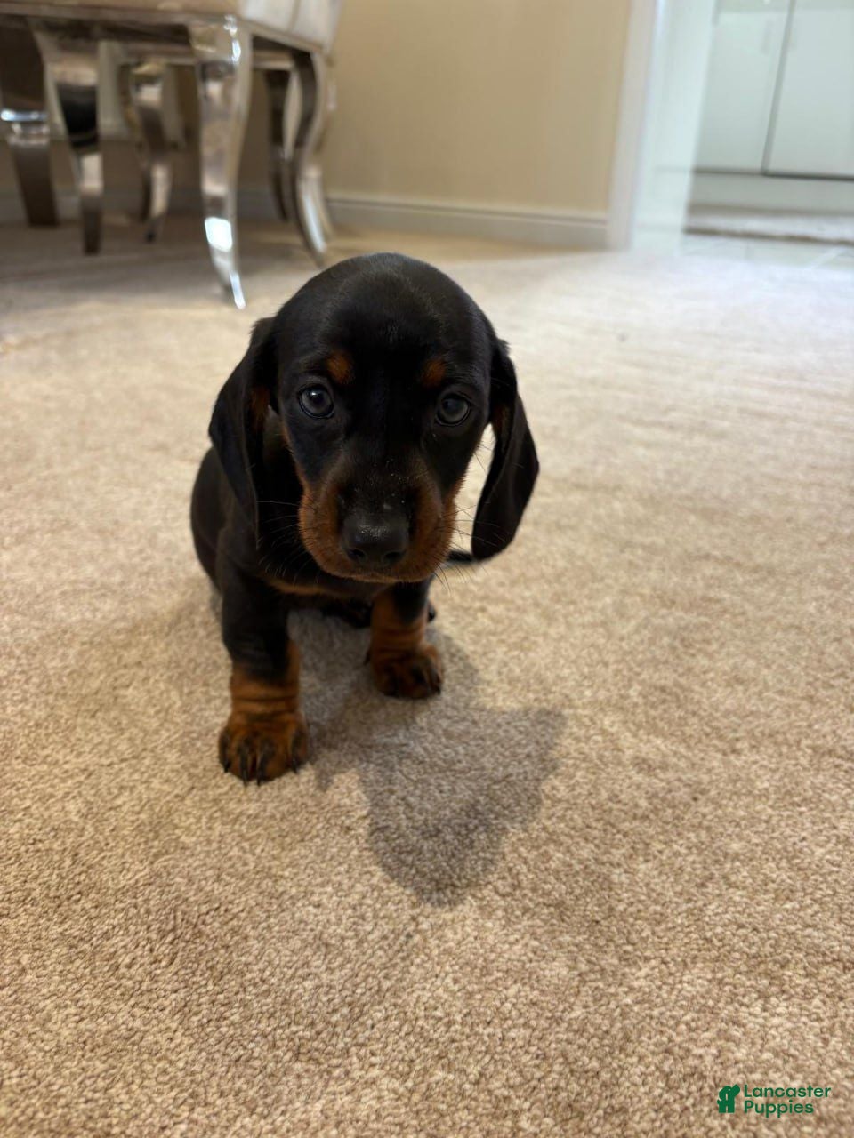 Miniature Dachshund dogs Miniature Dachshund 3 - Ad 35