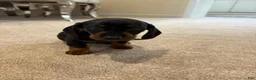 Miniature Dachshund dogs for sale: Miniature Dachshund 3 - Ad 1