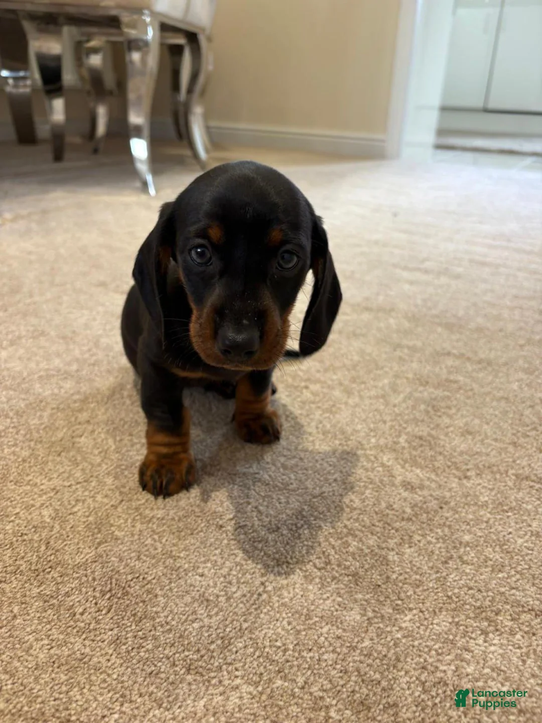 Miniature Dachshund dogs for sale: Miniature Dachshund 3 - Ad 1