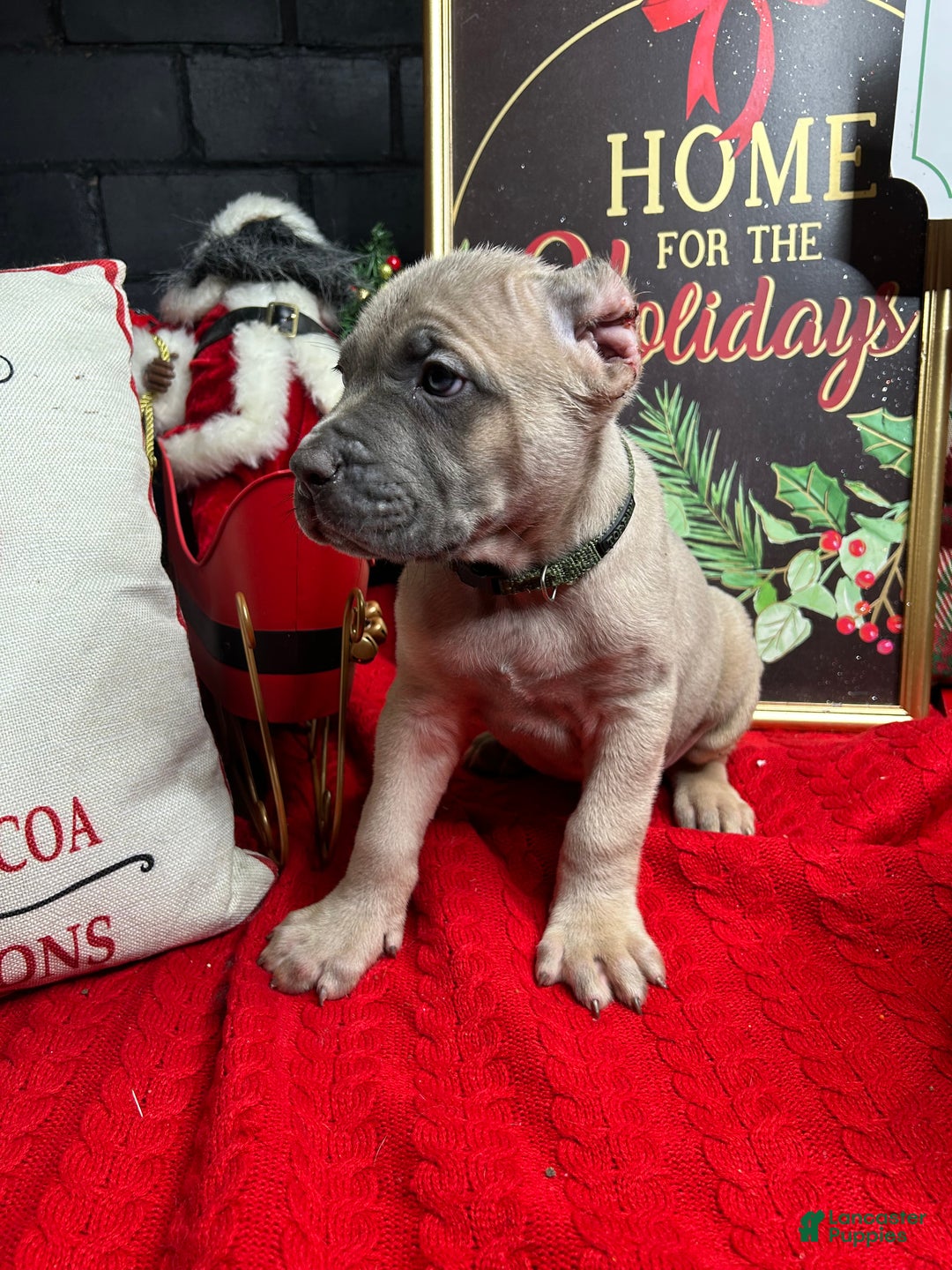 Cane Corso dogs for sale: Cane Corso Puppy 2 - Ad 4