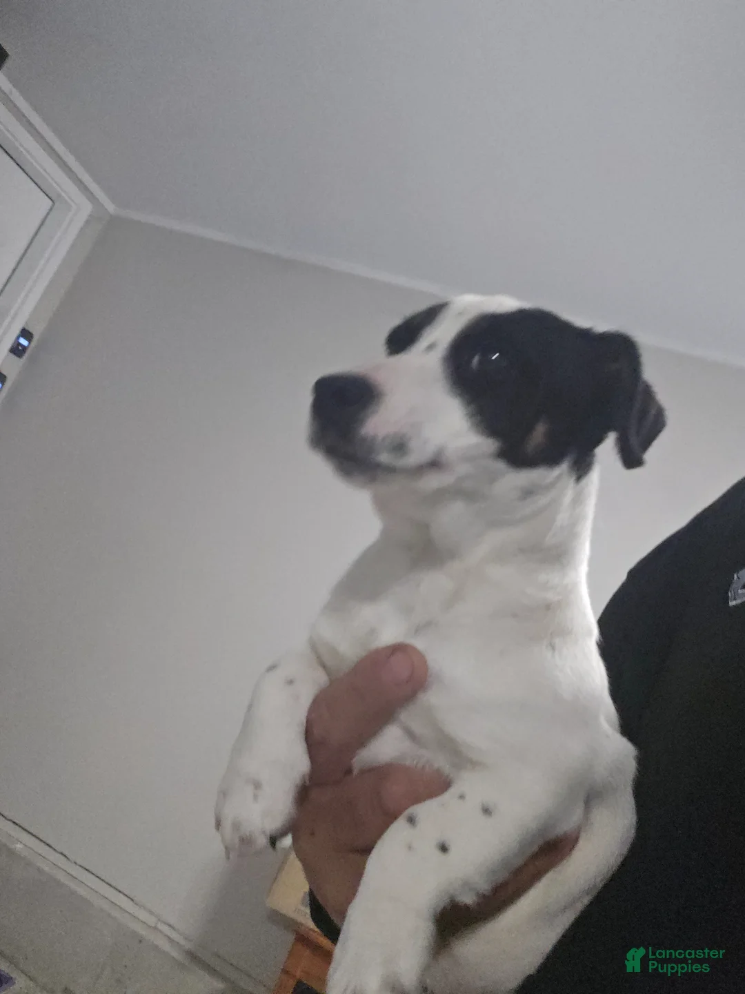Jack Russell Terrier dogs for sale: Jack Russell Terrier Puppy 1 - Ad 5
