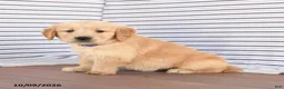 Golden Retriever dogs for sale: Prince   - Ad 3