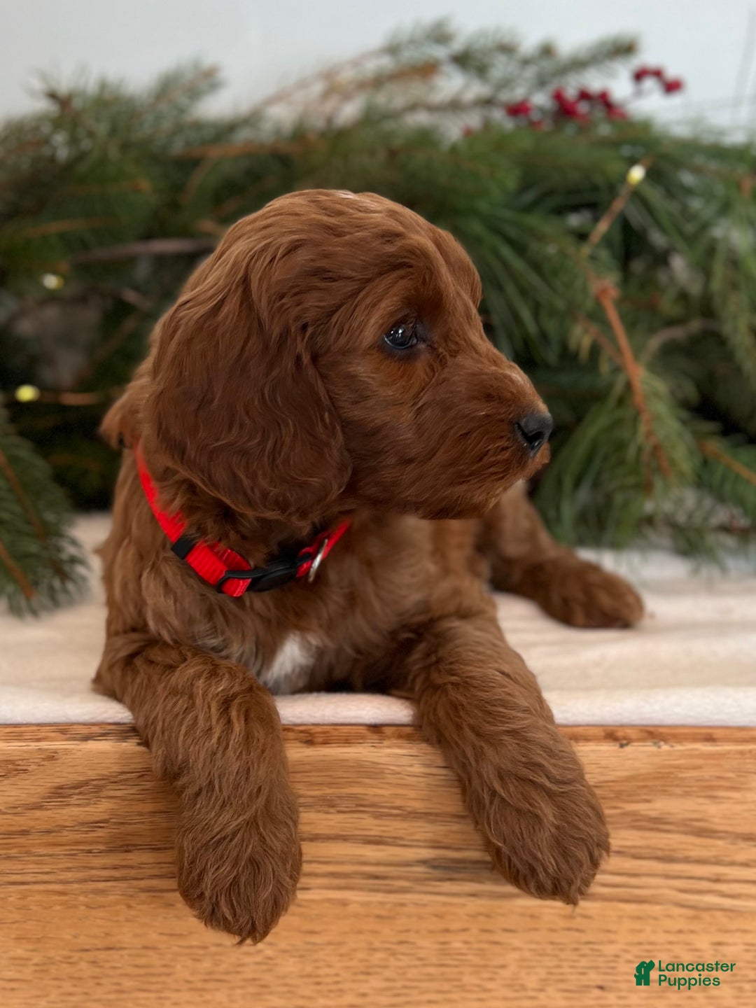 Irish Doodle dogs for sale: Maggie - Ad 9