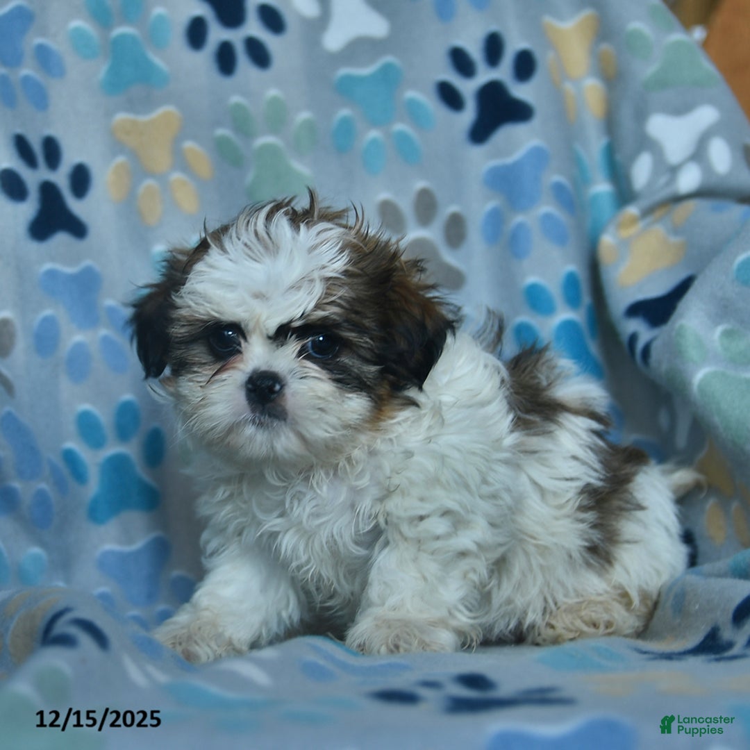 Shih Tzu dogs for sale: Frosty  - Ad 3
