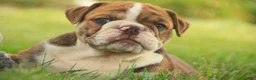 English Bulldog dogs for sale: Raelynn English Bulldog  - Ad 5
