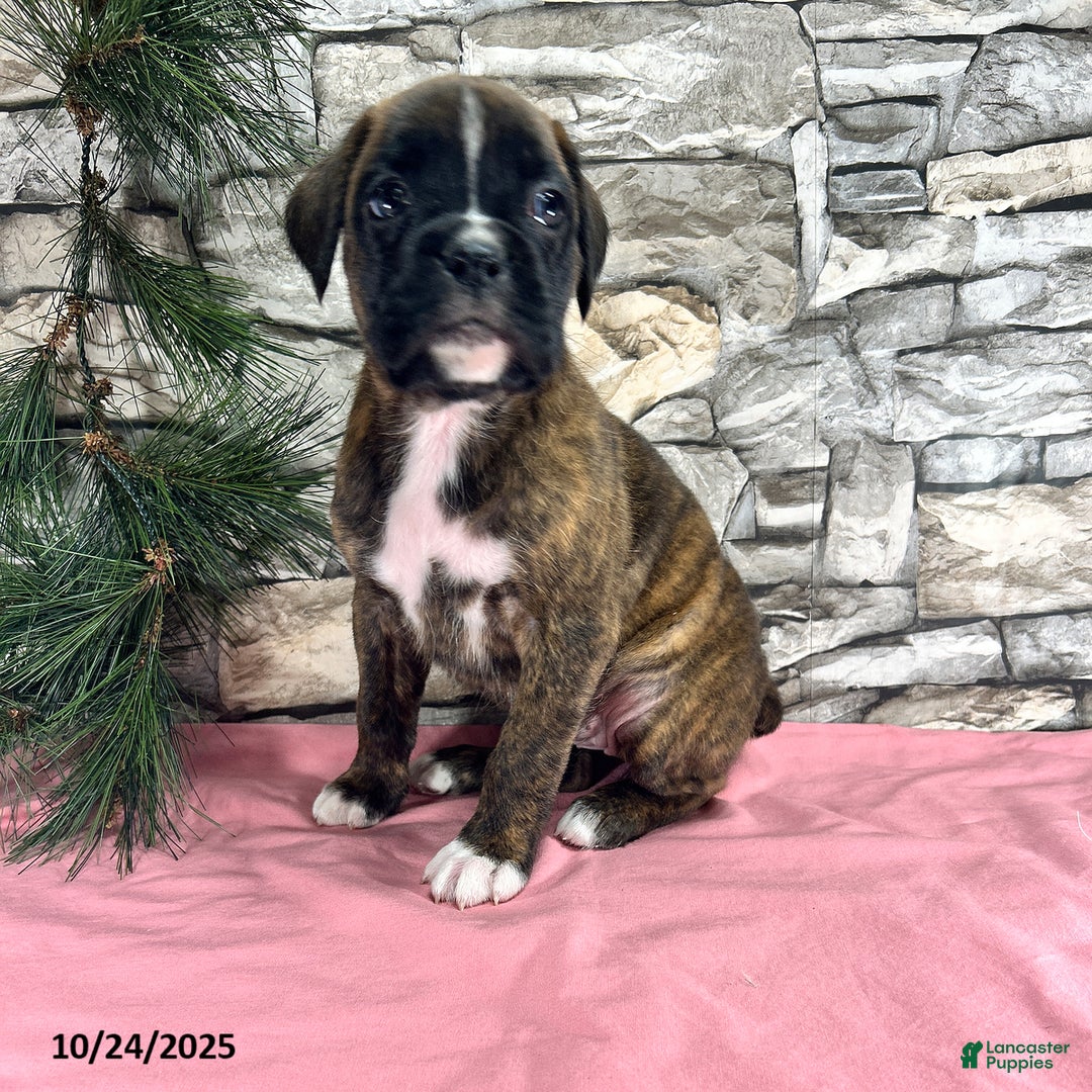 Brindle Boxer Puppies for sale Lancaster Puppies