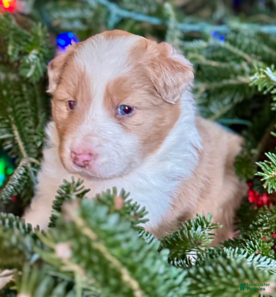 Mixed Breed dogs for sale: Mixed Breed Puppy 4 - Ad 2