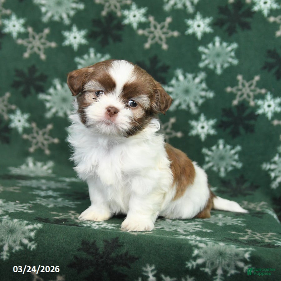 Shih Tzu dogs Ricky  - Ad 1