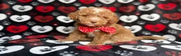 Miniature Poodle dogs for sale: Pluto - Ad 5