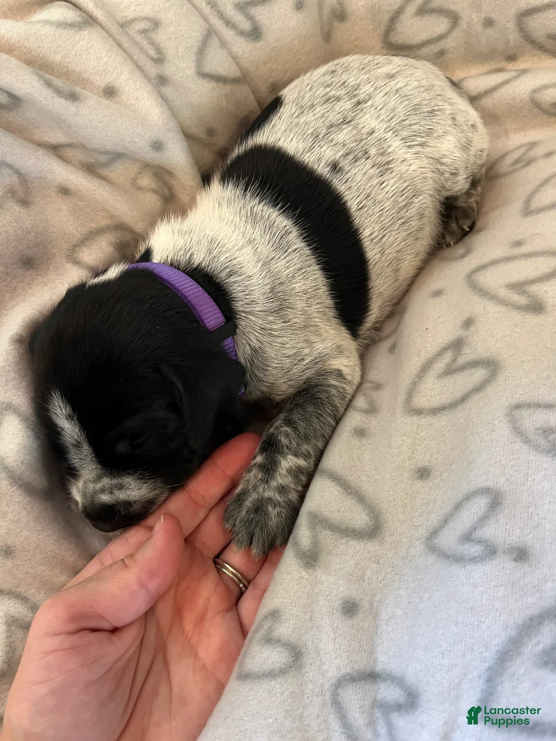 German Shorthaired Pointer dogs for sale: German Shorthaired Pointer Puppy 4 - Ad 2