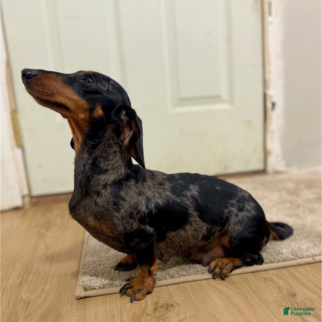 Miniature Dachshund dogs for sale: Bunny - Ad 3