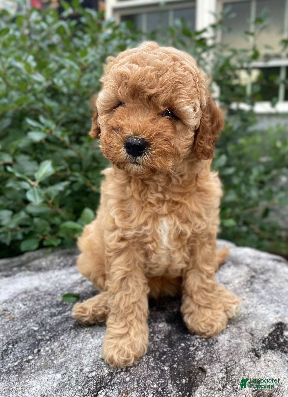 Cavapoo dogs Emmy - Ad 1
