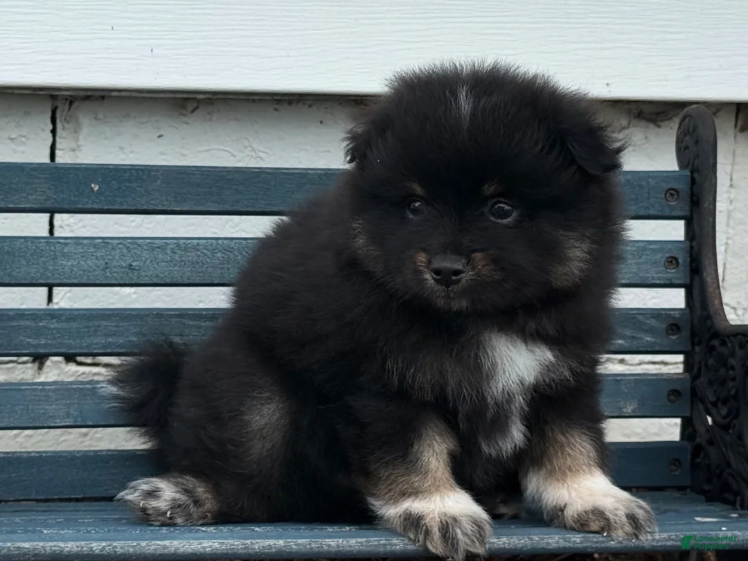 Pomeranian dogs for sale: Oreo - Ad 7