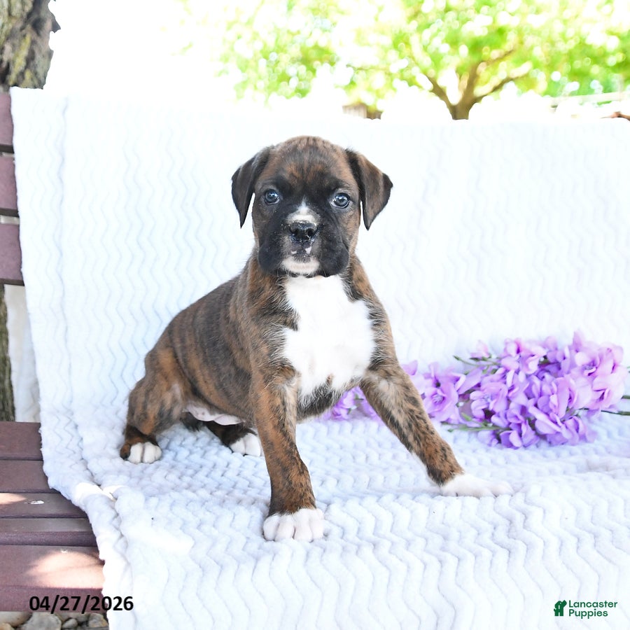 Boxer dogs Callie - Ad 2