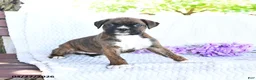 Boxer dogs for sale: Callie - Ad 2