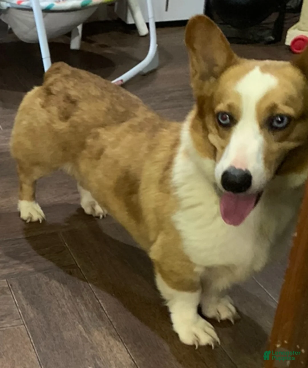 Welsh Corgi Pembroke dogs for sale: Jax a sweet purebred male - Ad 1
